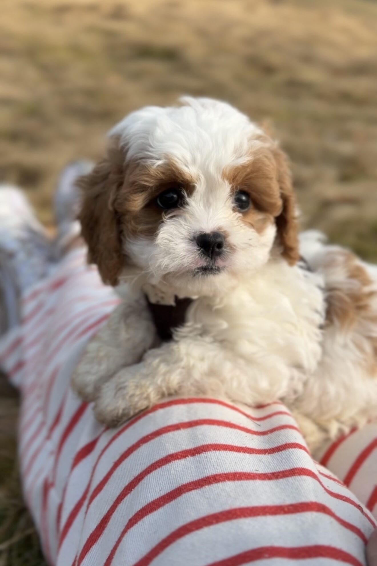 Blenheim cavapoo