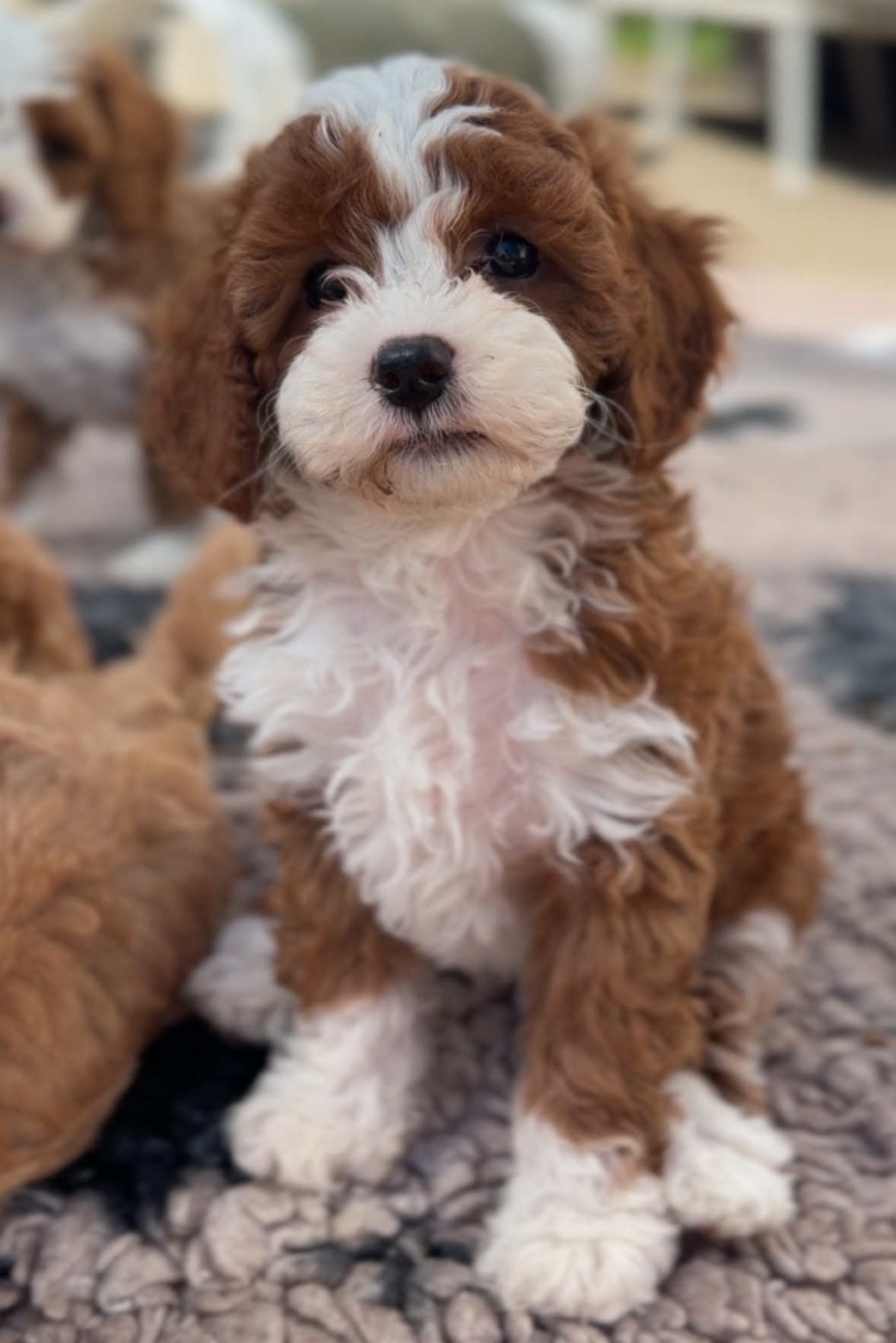 Tuxedo Cavapoo